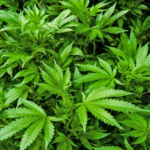 Liberação da cannabis pode gerar 328 mil empregos no Brasil