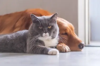 Sancionada Lei que irá criar Cadastro Nacional de Animais Domésticos