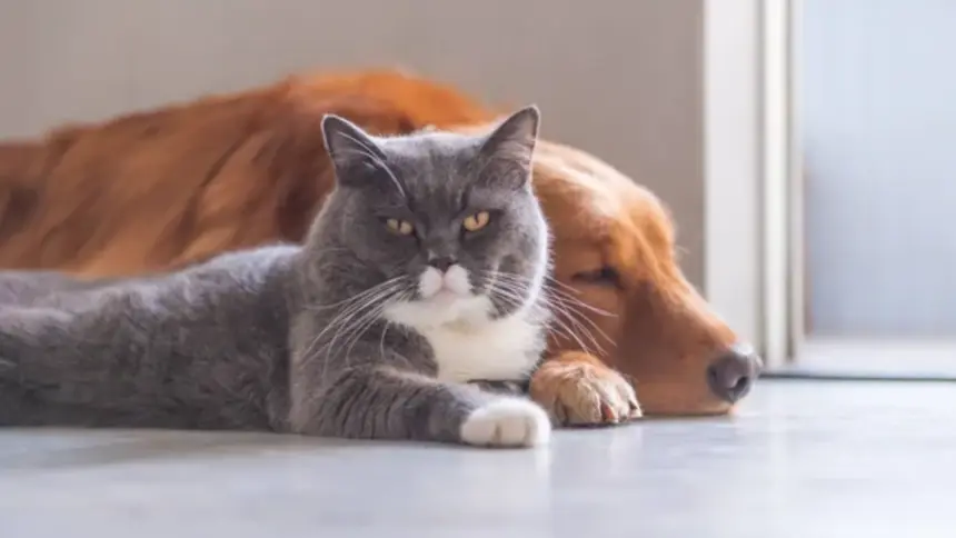 Sancionada Lei que irá criar Cadastro Nacional de Animais Domésticos Sancionada Lei que irá criar Cadastro Nacional de Animais Domésticos