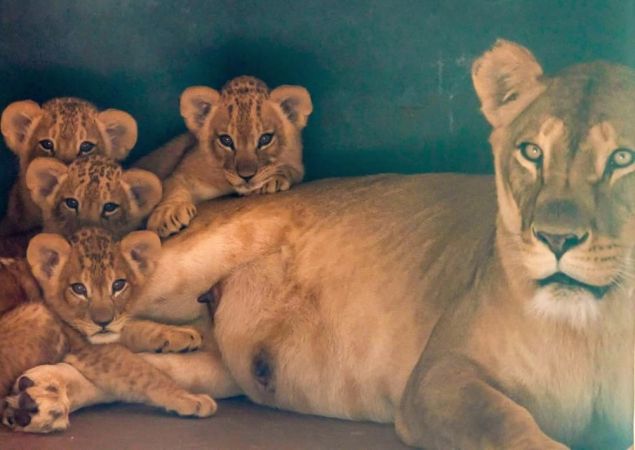Zoológico de São Paulo ganha quatro filhotes de leão Zoológico de São Paulo ganha quatro filhotes de leão