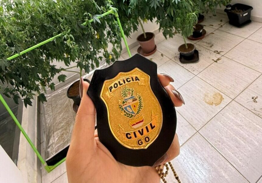 PCGO identifica plantação de maconha em imóvel de Caldas Novas e prende suspeito em flagrante por tráfico de drogas PCGO identifica plantação de maconha em imóvel de Caldas Novas e prende suspeito em flagrante por tráfico de drogas