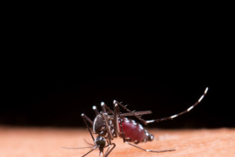 Dengue: ressurgimento do sorotipo 3 pode agravar surtos da doença no país