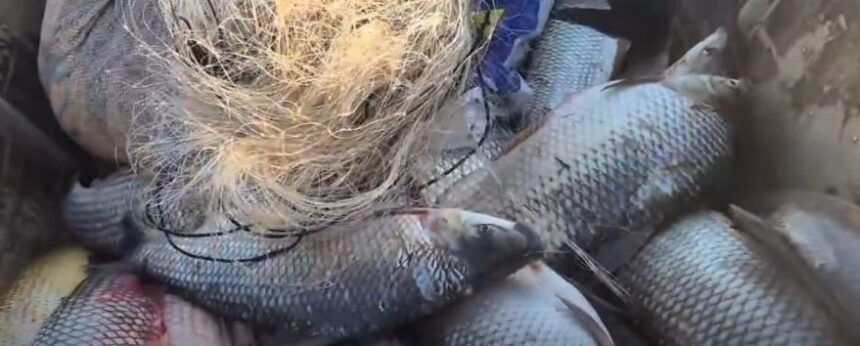 Bacia Hidrográfica do Rio Araguaia: período de defeso termina em 28 de fevereiro Bacia Hidrográfica do Rio Araguaia: período de defeso termina em 28 de fevereiro