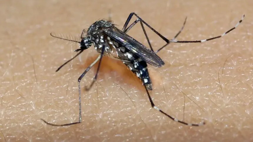 Casos de Dengue em Alta: São Paulo Recomenda Situação de Emergência para Combate Casos de Dengue em Alta: São Paulo Recomenda Situação de Emergência para Combate