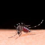 Dengue: São Paulo concentra quase 60% dos casos no país em 2025