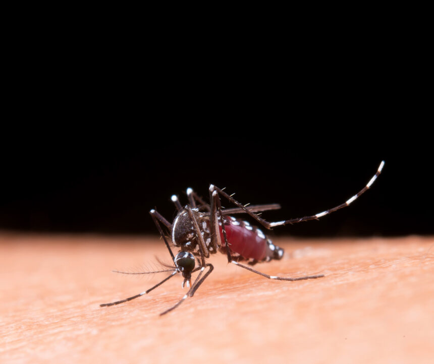 Dengue: São Paulo concentra quase 60% dos casos no país em 2025