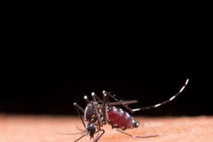 Dengue: Sudeste concentra 73% do número de casos prováveis no país nas primeiras semanas de 2025