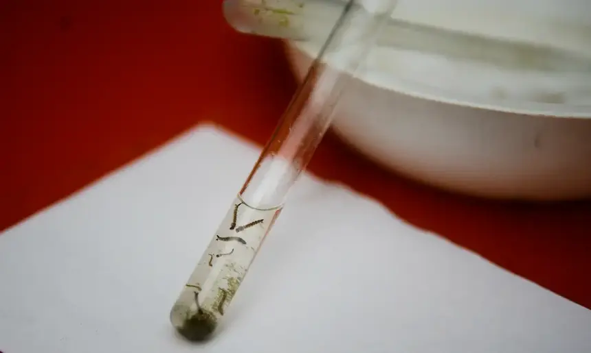 Dengue: pesquisadores da Fiocruz criam isca capaz de capturar quase o dobro de ovos de mosquitos Dengue: pesquisadores da Fiocruz criam isca capaz de capturar quase o dobro de ovos de mosquitos