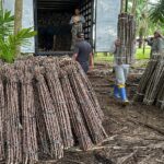 “Vassoura de Bruxa” ameaça lavouras de mandioca de seis municípios no Amapá