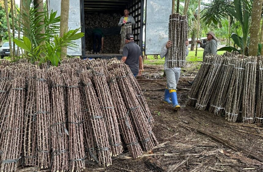 “Vassoura de Bruxa” ameaça lavouras de mandioca de seis municípios no Amapá “Vassoura de Bruxa” ameaça lavouras de mandioca de seis municípios no Amapá