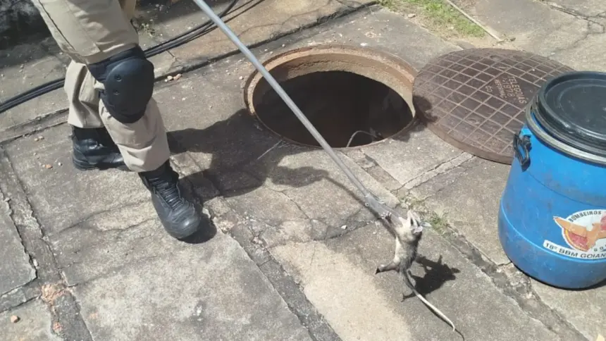 Bombeiros são acionados para resgatar ninhada de gambá em caixa subterrânea no centro de Goianésia Bombeiros são acionados para resgatar ninhada de gambá em caixa subterrânea no centro de Goianésia