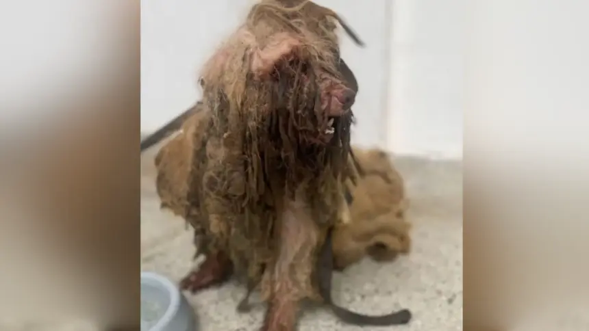 Cachorro é resgatado e tem quase 3kg de pelos sujos, duros e com moscas retirados do corpo Cachorro é resgatado e tem quase 3kg de pelos sujos, duros e com moscas retirados do corpo