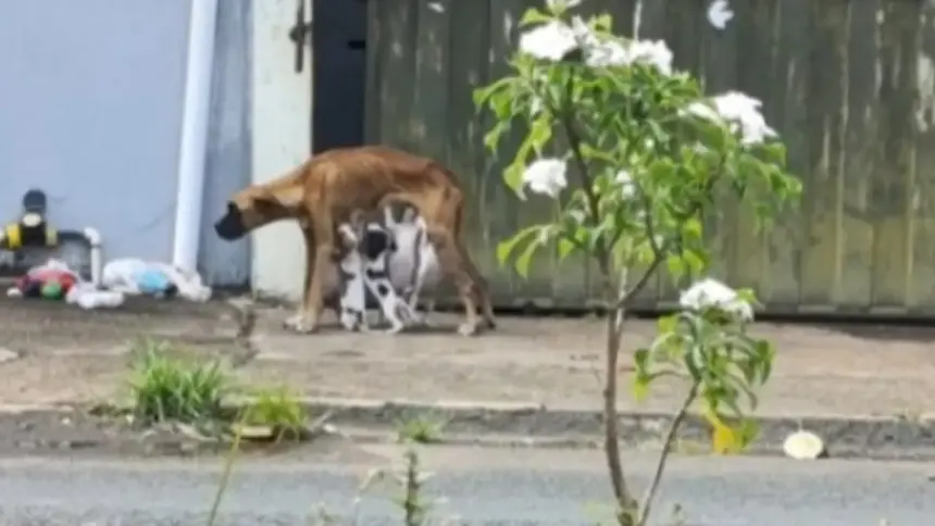 Catalão: Homem é preso por maus-tratos a animais Catalão: Homem é preso por maus-tratos a animais