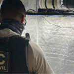 Polícia Civil apreende estufa de maconha em Anápolis