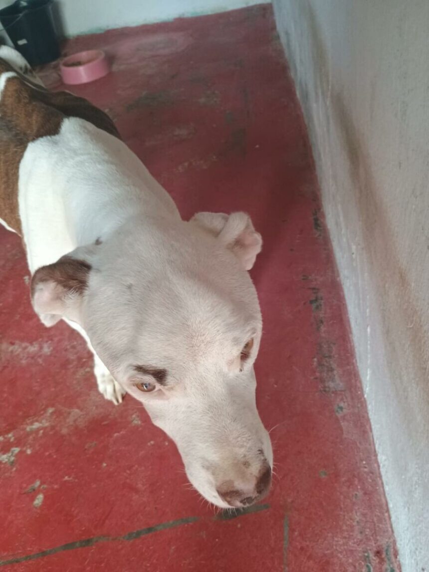 homem é preso, em Novo Gama, por manter cachorros em situação insalubre – Policia Civil do Estado de Goiás homem é preso, em Novo Gama, por manter cachorros em situação insalubre – Policia Civil do Estado de Goiás
