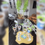 PCGO prende foragido por estupro de vulnerável e apreende mudas de maconha – Policia Civil do Estado de Goiás