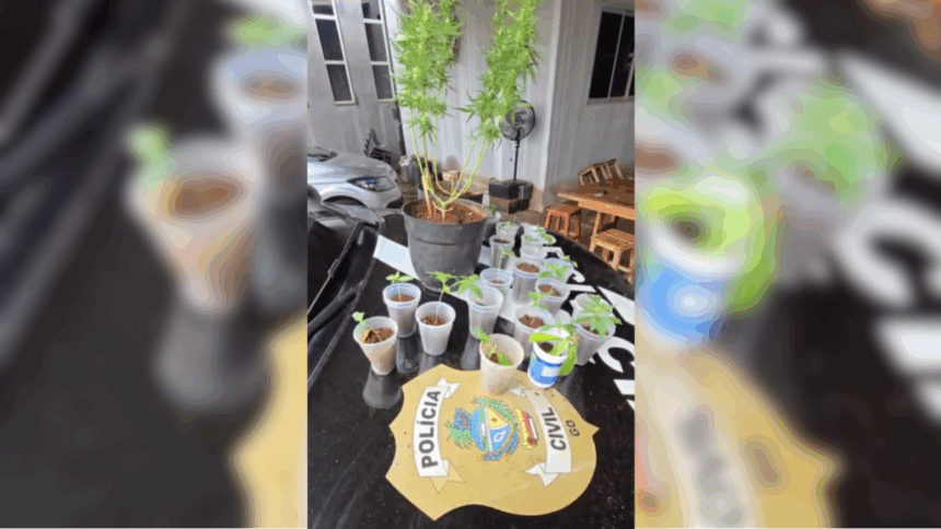 PCGO prende foragido por estupro de vulnerável e apreende mudas de maconha – Policia Civil do Estado de Goiás PCGO prende foragido por estupro de vulnerável e apreende mudas de maconha – Policia Civil do Estado de Goiás