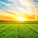 Qual a diferença de Engenharia Agrícola para Agronomia?