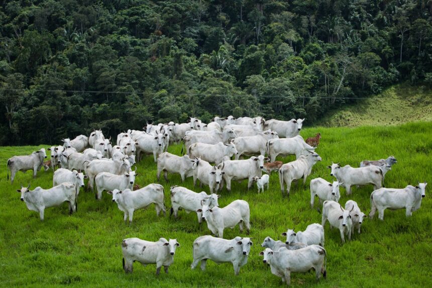 Agrodefesa reforça controle da brucelose e da tuberculose em Goiás – Portal Goiás Agrodefesa reforça controle da brucelose e da tuberculose em Goiás – Portal Goiás