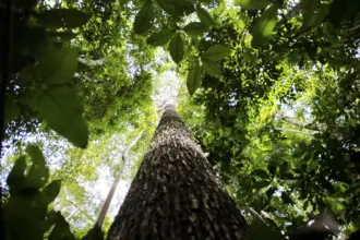 Licenciamento ambiental: proposta aprovada no Senado unifica procedimentos e simplifica concessão de licenças