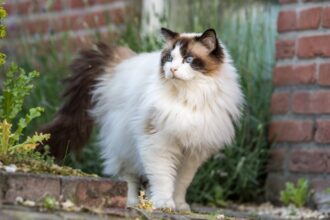 7 raças de gato ideais para quem tem cachorro 