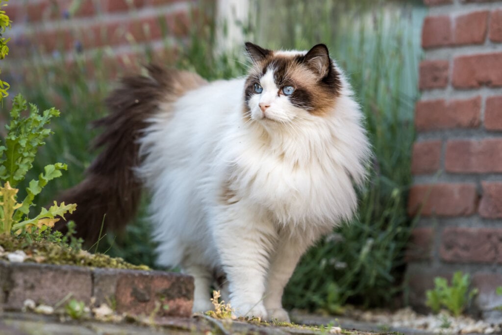 7 raças de gato ideais para quem tem cachorro 7 raças de gato ideais para quem tem cachorro
