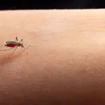 Zika e chikungunya: importância de reconhecer sintomas e buscar atendimento médico
