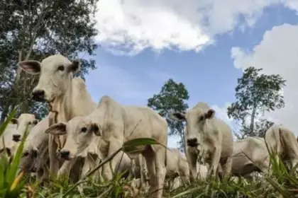 Brasil se torna líder na exportação de bovinos vivos pelo mar; atividade gera críticas por sofrimento animal e riscos socioambientais