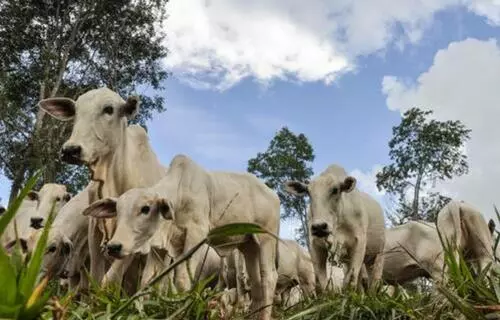Brasil se torna líder na exportação de bovinos vivos pelo mar; atividade gera críticas por sofrimento animal e riscos socioambientais Brasil se torna líder na exportação de bovinos vivos pelo mar; atividade gera críticas por sofrimento animal e riscos socioambientais