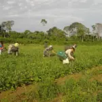 Crédito verde e agricultura familiar: Banco da Amazônia amplia apoio com R$ 2,5 bilhões em 2025