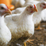 Gripe aviária: Brasil confirma novo foco em aves domésticas no Mato Grosso