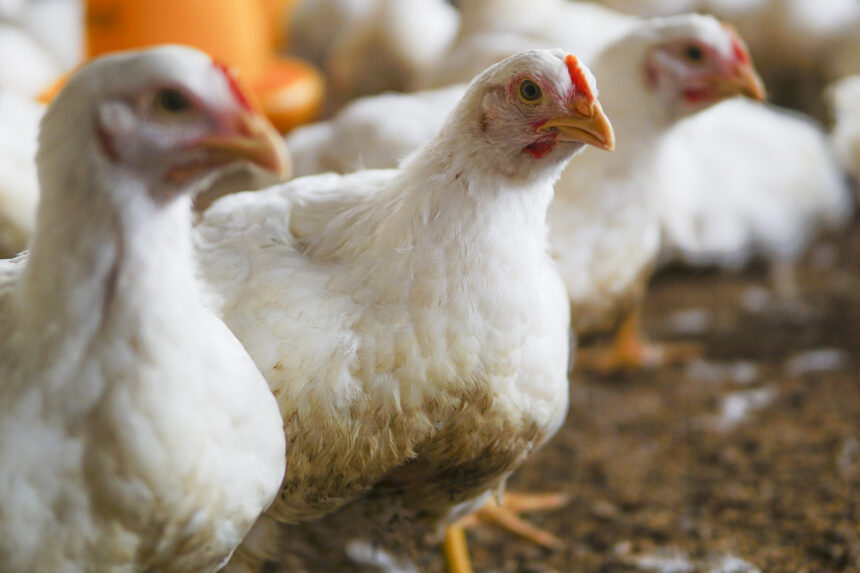 Gripe aviária: Brasil confirma novo foco em aves domésticas no Mato Grosso Gripe aviária: Brasil confirma novo foco em aves domésticas no Mato Grosso