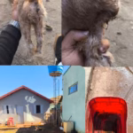 PCGO prende homem pelo crime de maus-tratos aos animais em Goiatuba – Policia Civil do Estado de Goiás