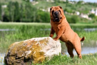 7 raças de cachorro mais independentes