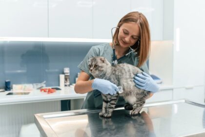 6 dicas de como agir ao resgatar um animal abandonado