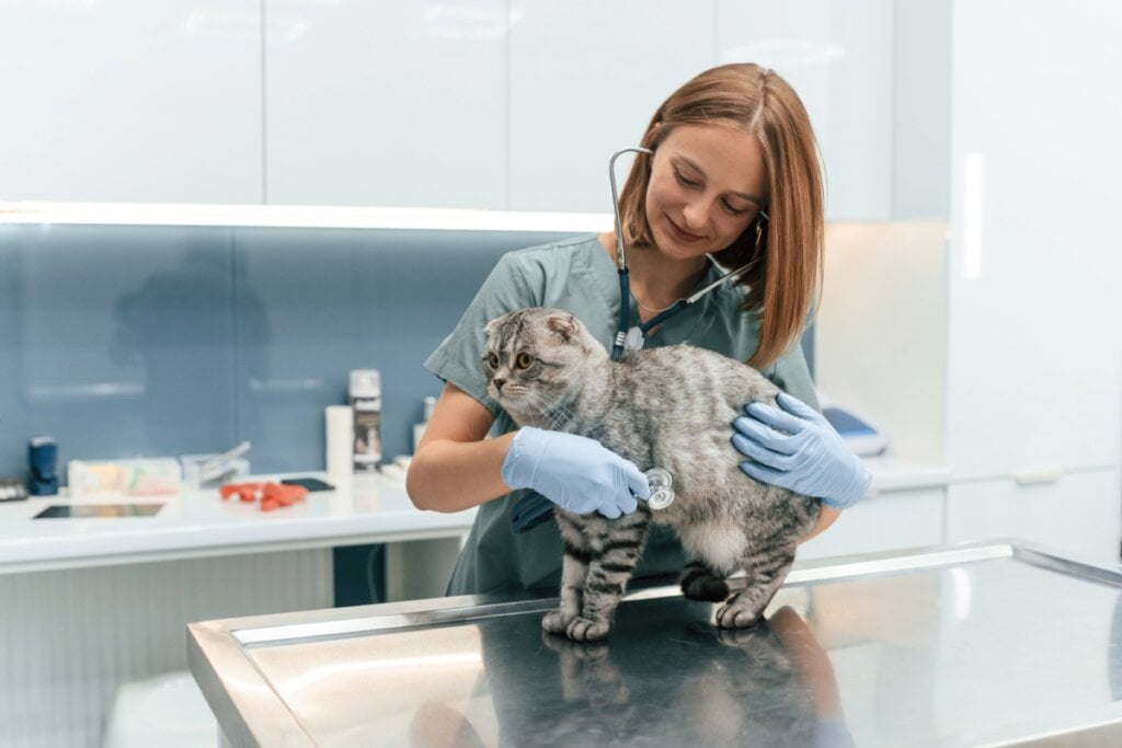 6 dicas de como agir ao resgatar um animal abandonado 6 dicas de como agir ao resgatar um animal abandonado