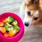 5 sinais de que é hora de mudar a alimentação do animal