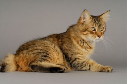 4 características do gato da raça pixie-bob 