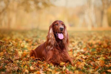 4 características do cachorro da raça setter irlandês 