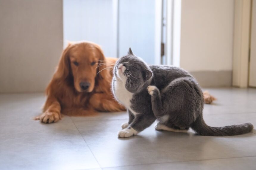 3 chás para ajudar a aliviar a coceira em cães e gatos 3 chás para ajudar a aliviar a coceira em cães e gatos