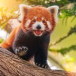8 curiosidades incríveis sobre os pandas-vermelhos