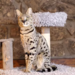 7 raças de gato mais enérgicas 