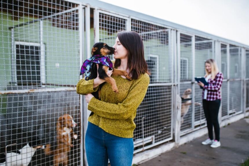 7 meios de adotar um animal de estimação 7 meios de adotar um animal de estimação