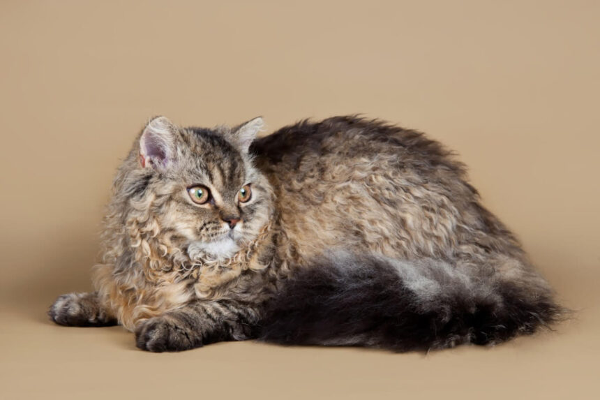 4 características do gato da raça selkirk rex 