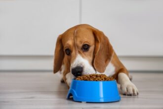 Veja como trocar a comida do animal de forma segura