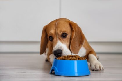 Veja como trocar a comida do animal de forma segura