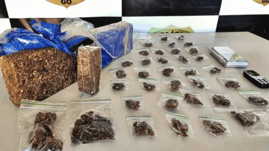 PCGO prende homem em flagrante por tráfico de drogas e apreende “super maconha” em Minaçu – Policia Civil do Estado de Goiás