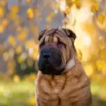7 animais mais propensos a problemas oculares