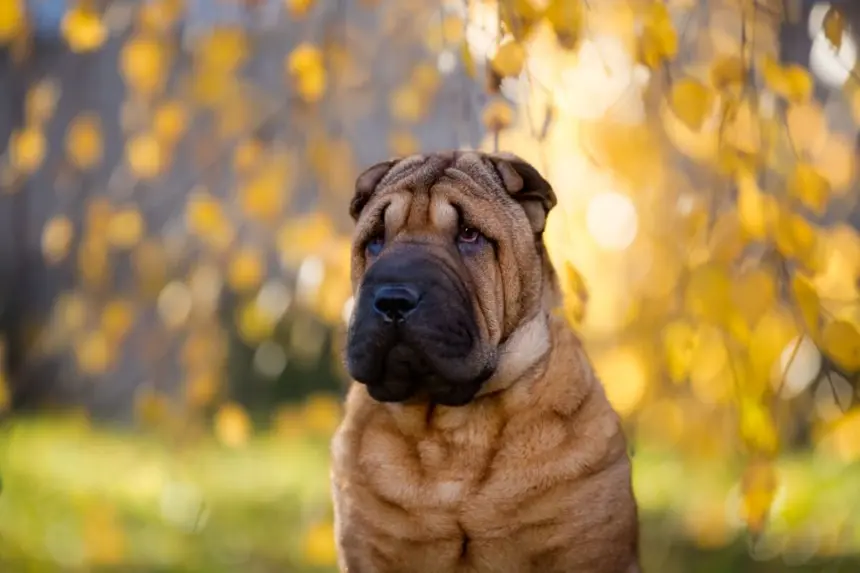 7 animais mais propensos a problemas oculares 7 animais mais propensos a problemas oculares