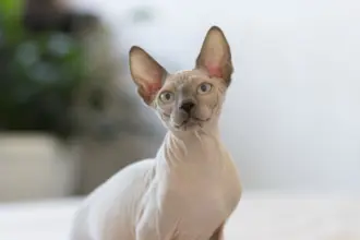 6 raças de gato sem pelo